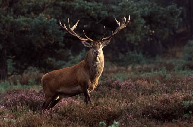 Bos en heide van de Veluwe rond Ermelo en Harderwijk